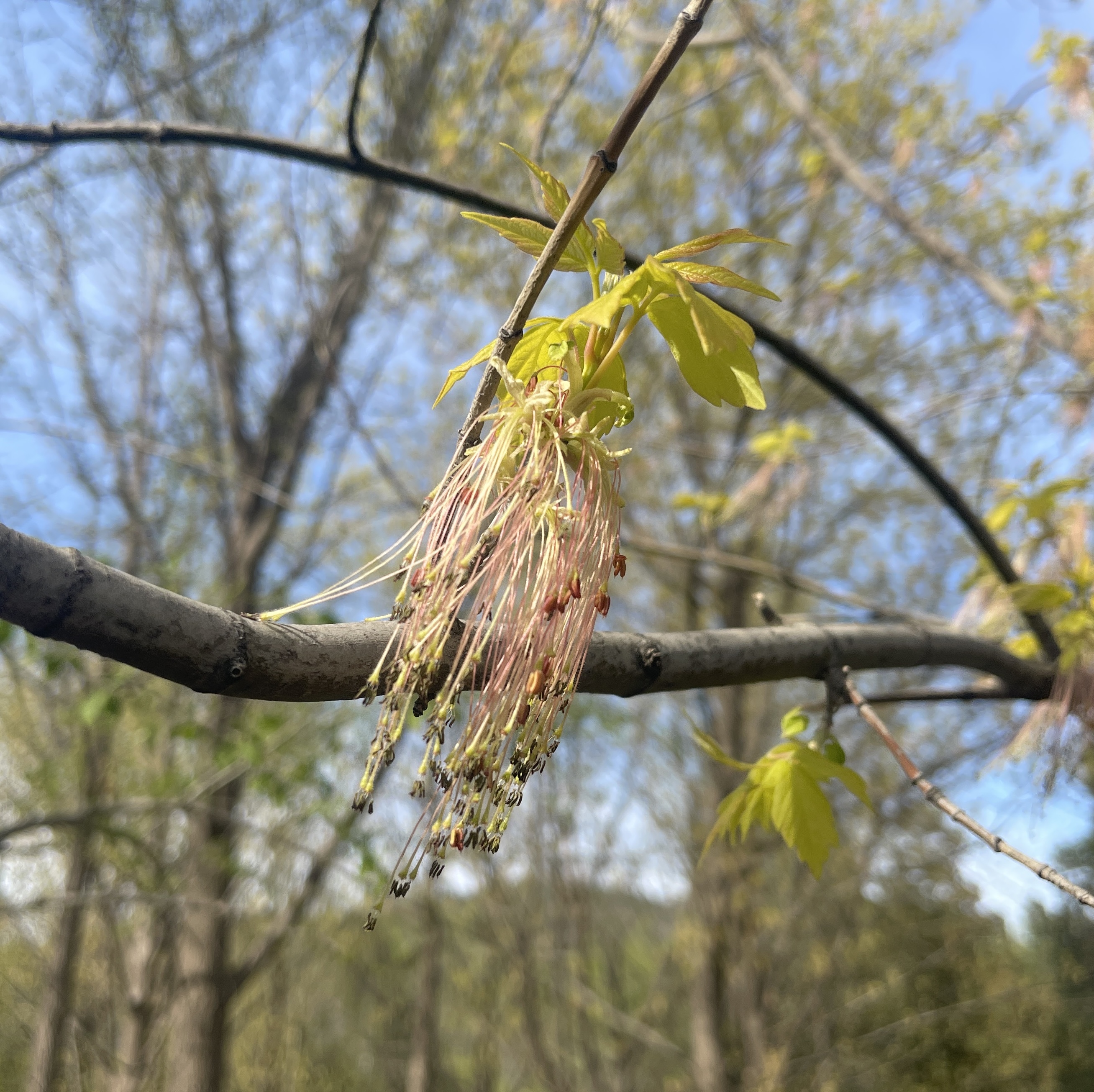 Long, dangling stamens of Acer negundo beneath fresh green leaves