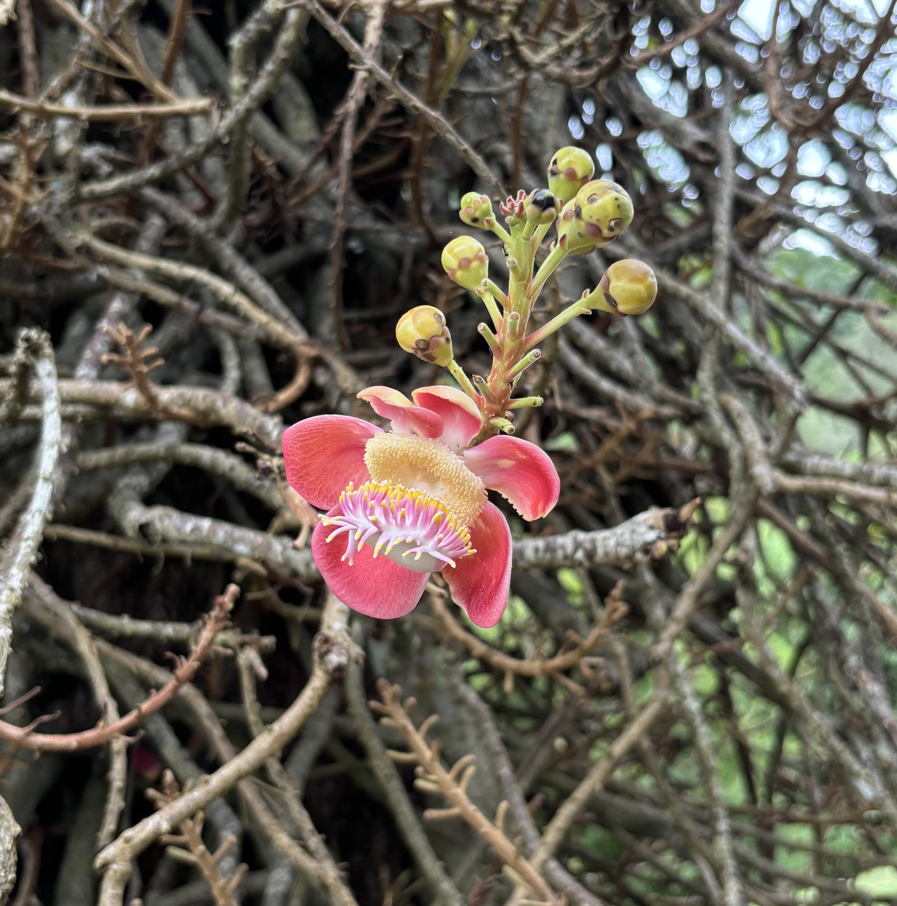 A pink cannonball-tree flower showing its curved androecial hood and ring of stamens