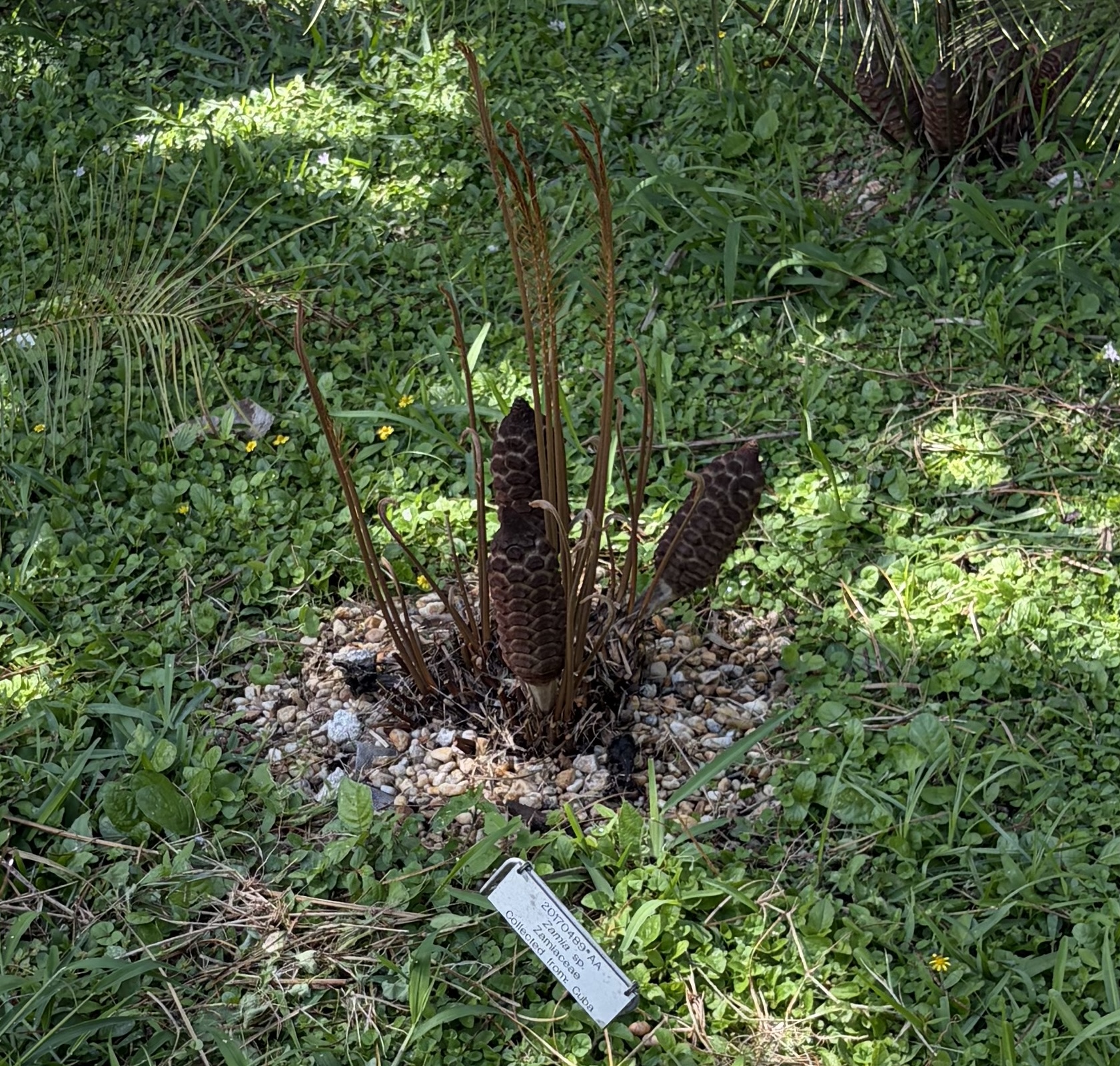 A Zamia cycad with cones and emerging leaves at Montgomery Botanical Center