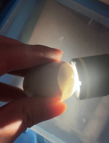 Movement inside Chuyi's egg, illuminated by a light before hatching