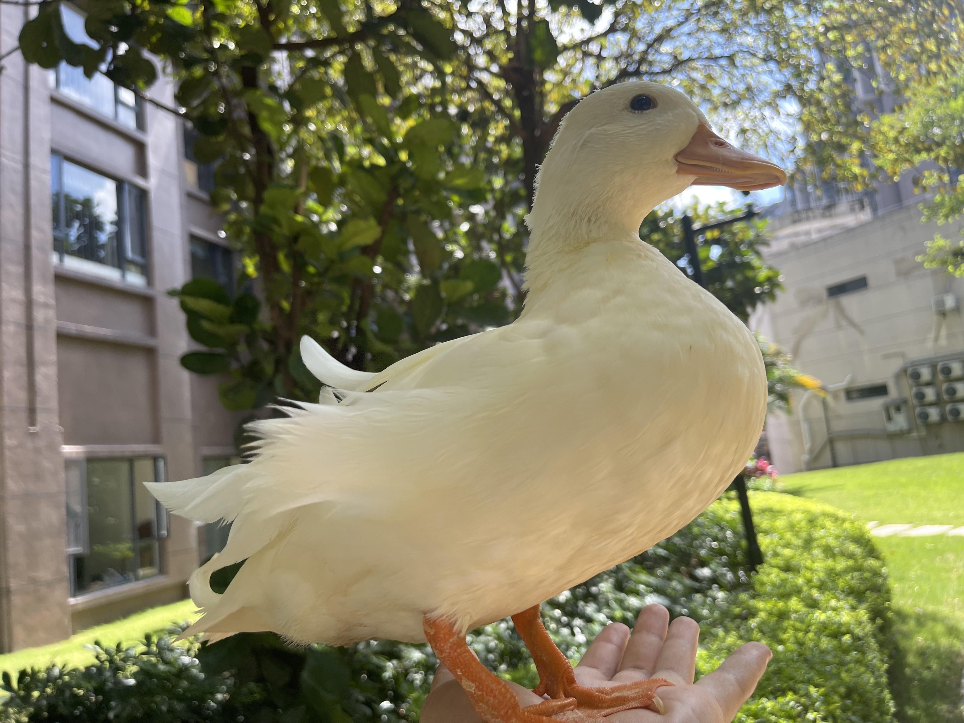 Chuyi, a white Call duck, standing on an outstretched hand in the sunshine
