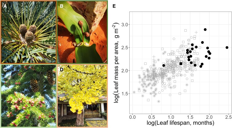 Figure 1 panels A–D: a cycad, Welwitschia, a conifer, and Ginkgo, retaining the original panel labels.