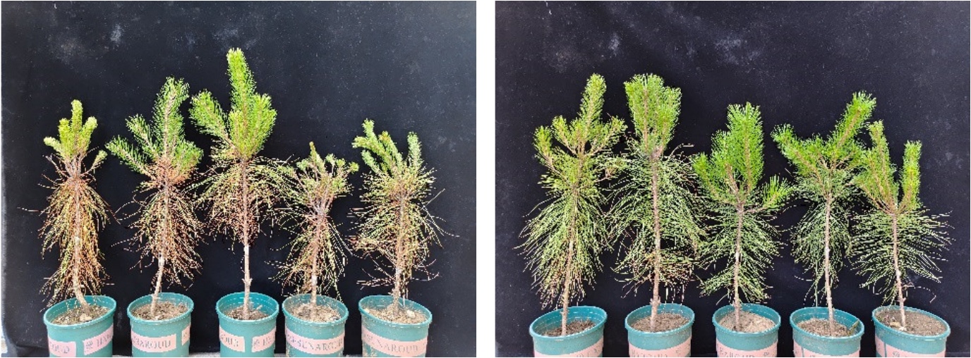 Figure 2 comparing pine seedlings with contrasting symptoms 30 days after inoculation with Bursaphelenchus xylophilus.