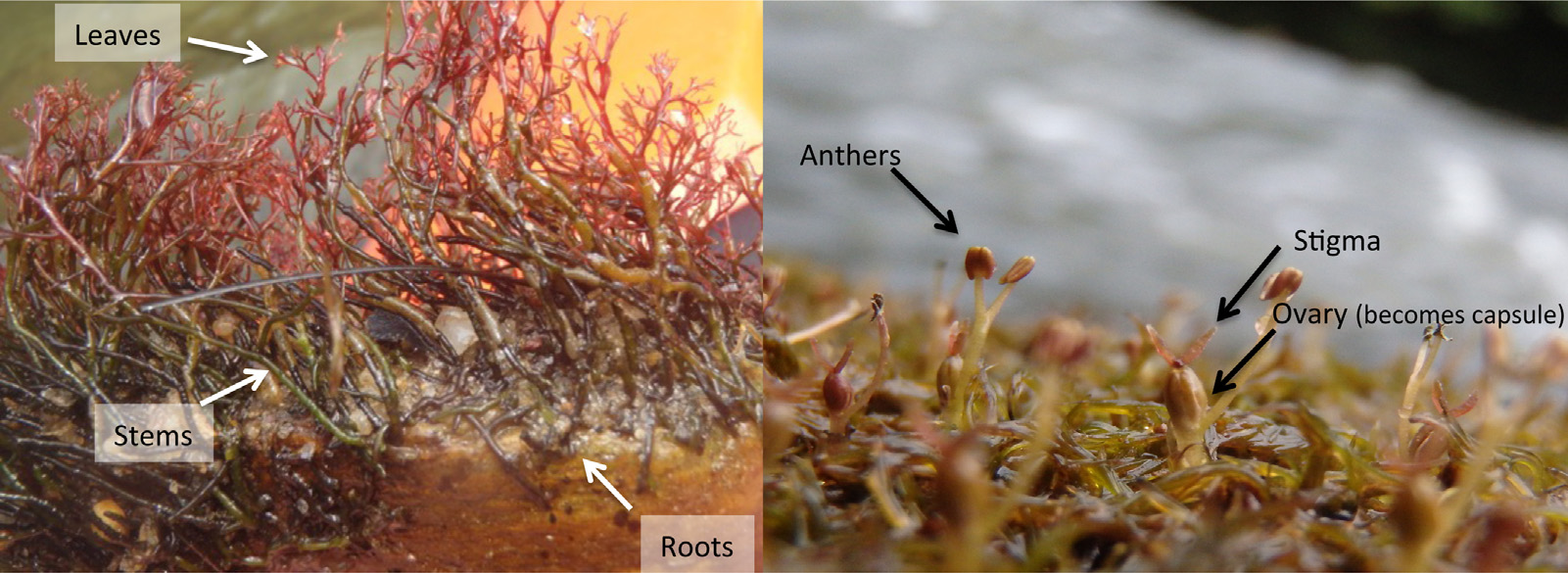 Left panel of Figure 1 showing Podostemum ceratophyllum attached to rock, with the original labels for roots, stems, and leaves.