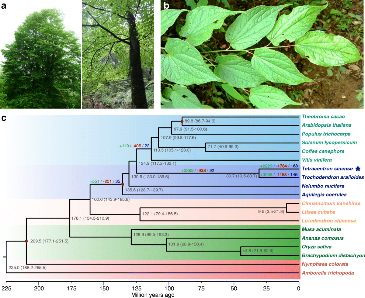 Figure 1a showing a mature Tetracentron sinense tree and a view looking up into its canopy.
